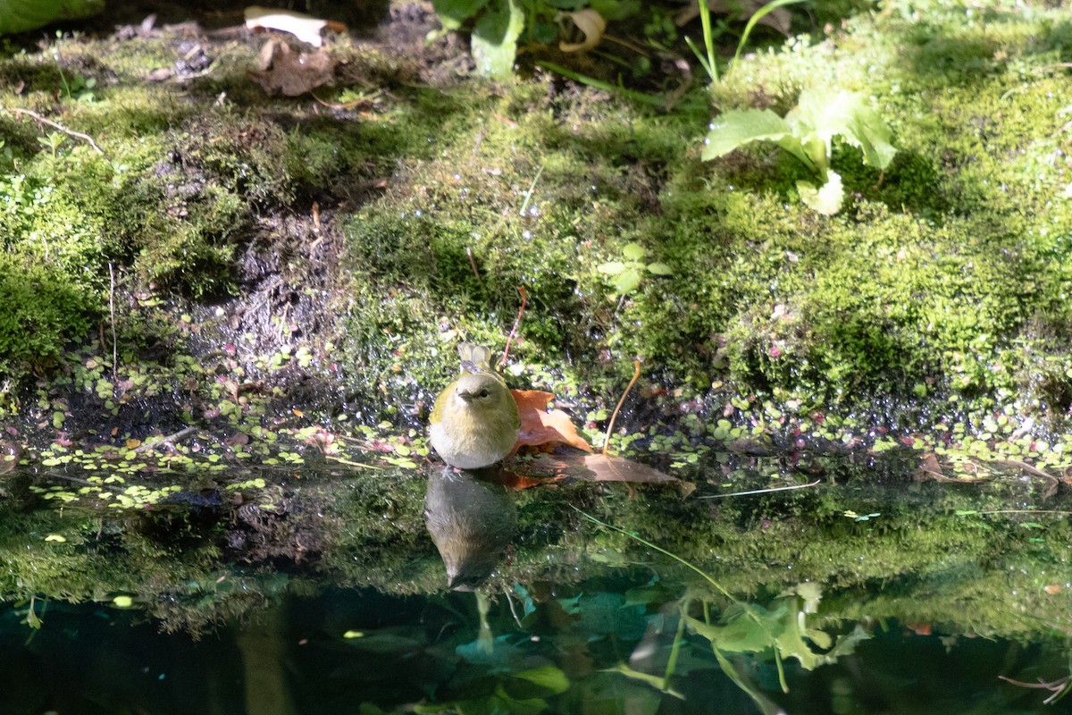 Tennessee Warbler - ML645224364