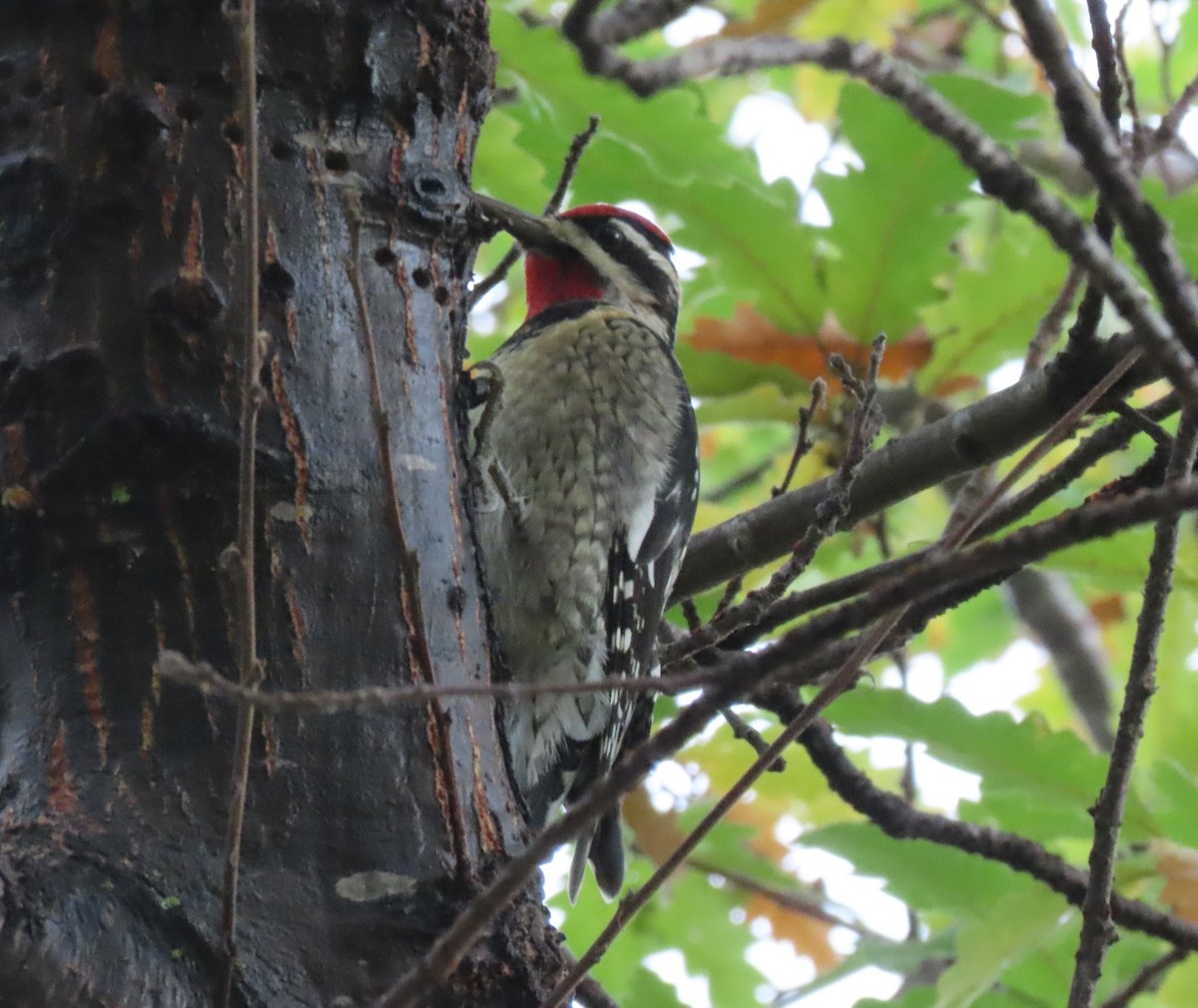 Red-naped Sapsucker - ML645224366