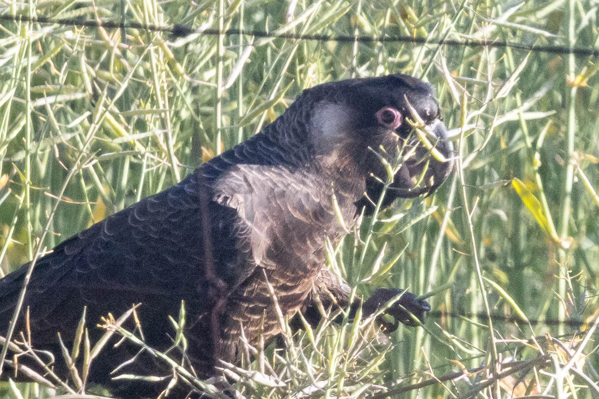 Carnaby's Black-Cockatoo - ML645224370