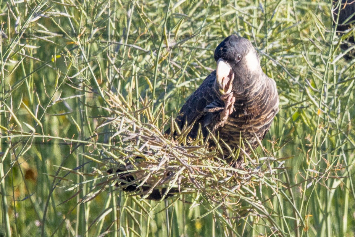 Carnaby's Black-Cockatoo - ML645224372