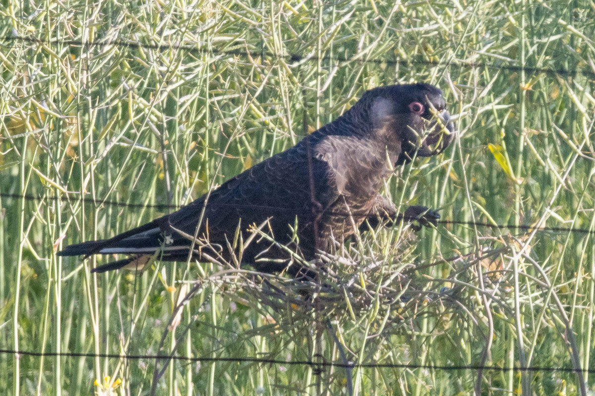 Carnaby's Black-Cockatoo - ML645224373