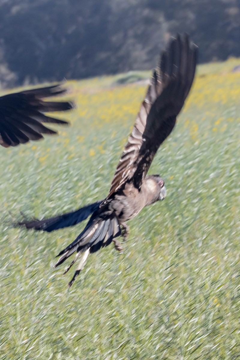 Carnaby's Black-Cockatoo - ML645224374