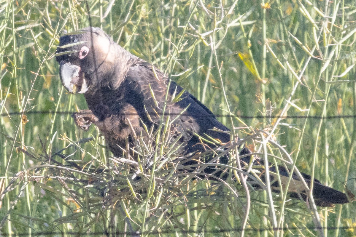 Carnaby's Black-Cockatoo - ML645224375