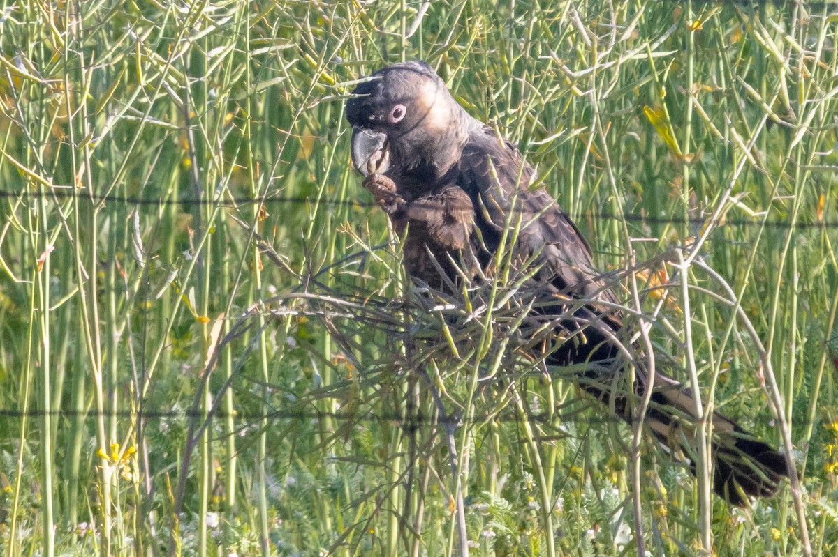 Carnaby's Black-Cockatoo - ML645224376