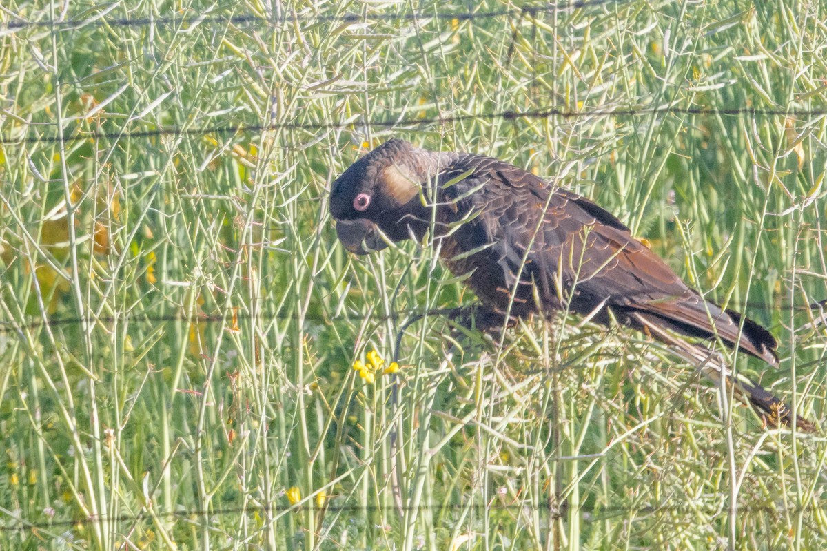 Carnaby's Black-Cockatoo - ML645224377