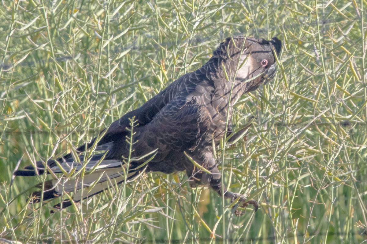 Carnaby's Black-Cockatoo - ML645224378