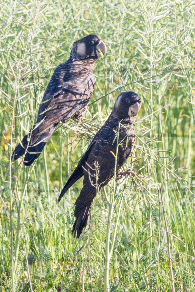 Carnaby's Black-Cockatoo - ML645224379