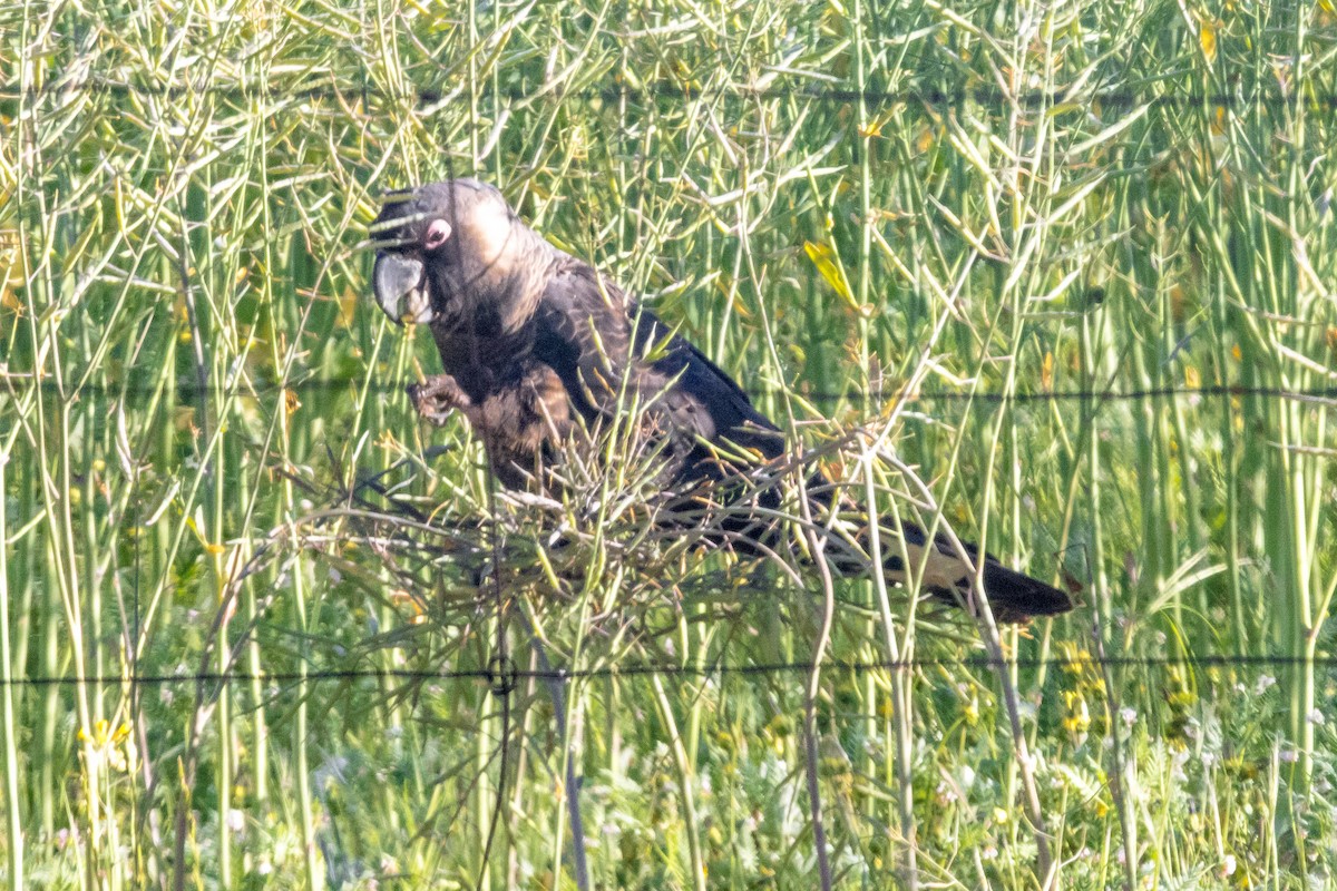 Carnaby's Black-Cockatoo - ML645224380