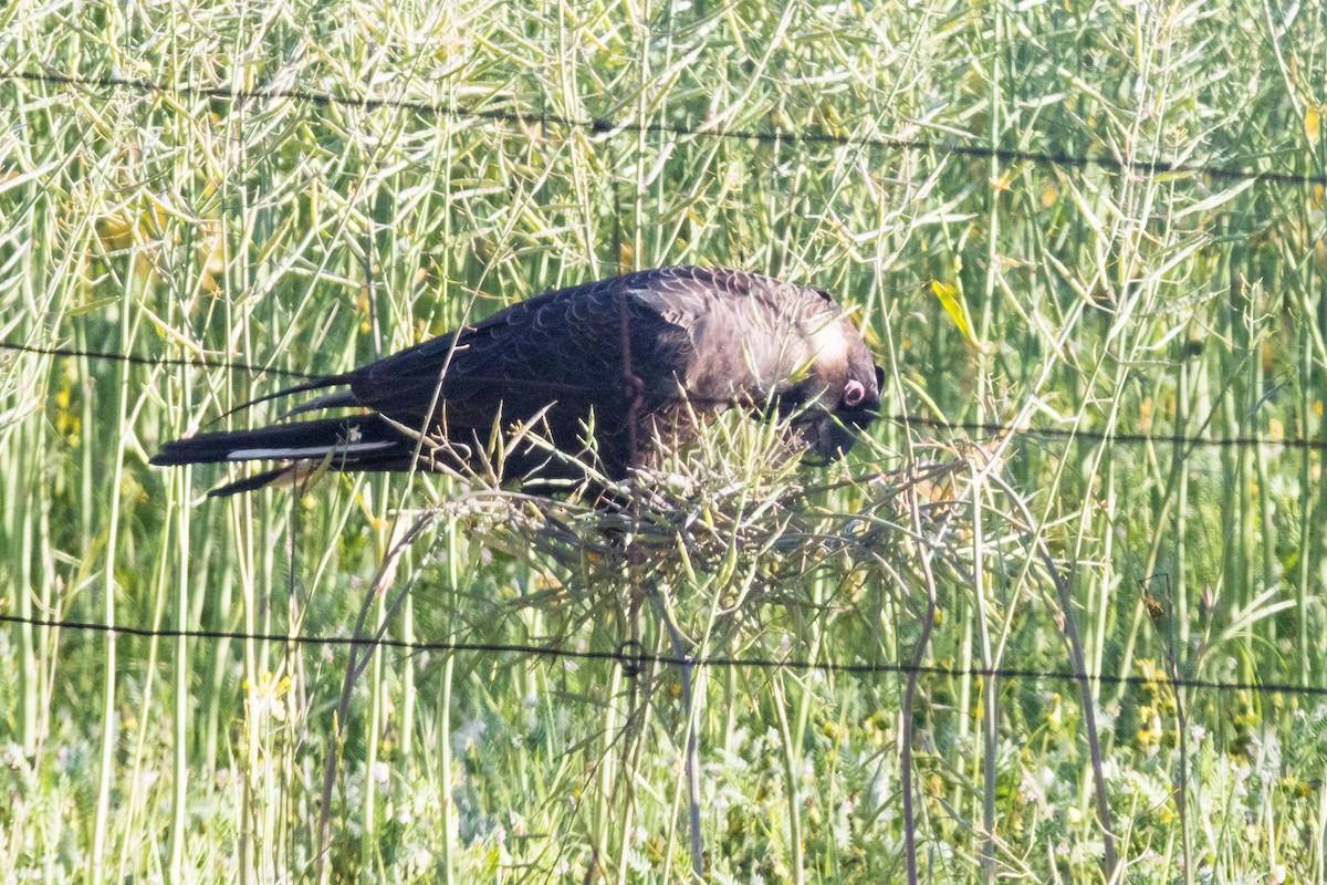 Carnaby's Black-Cockatoo - ML645224381