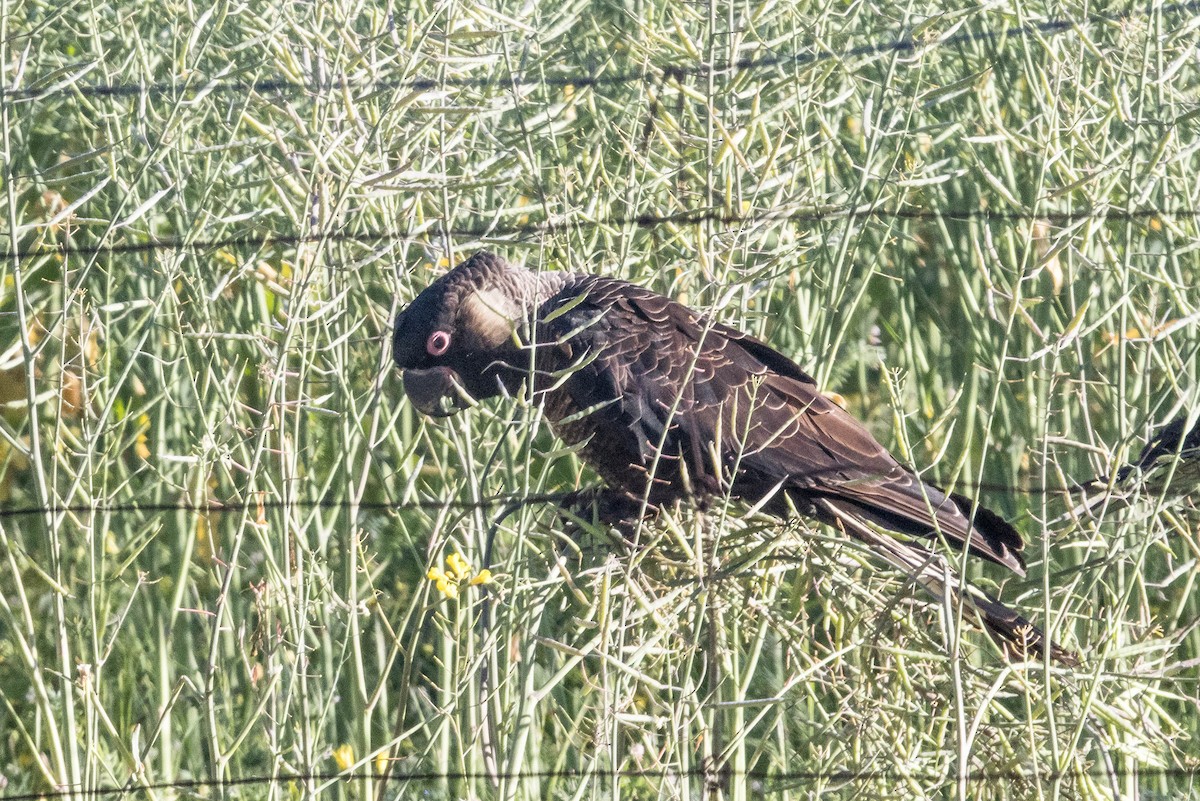 Carnaby's Black-Cockatoo - ML645224383