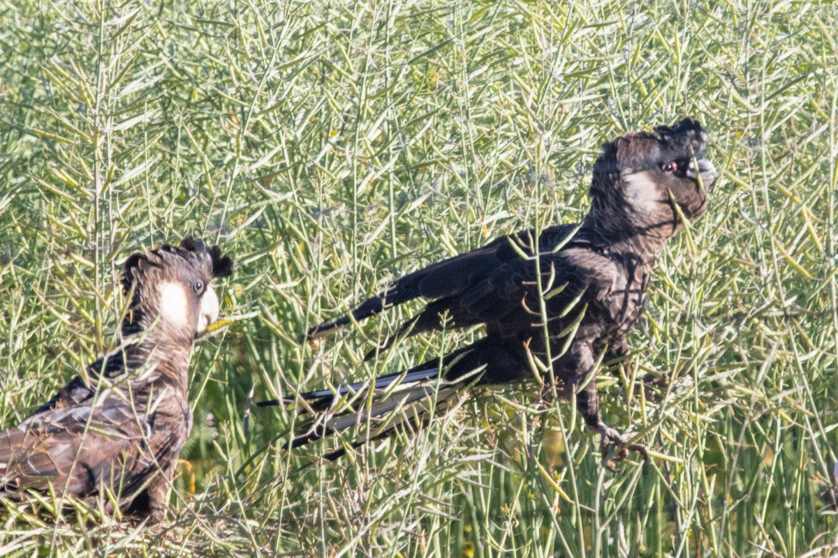 Carnaby's Black-Cockatoo - ML645224384