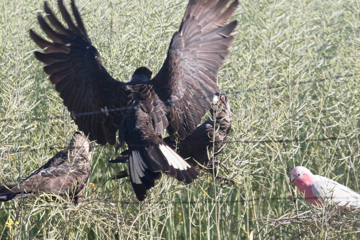 Carnaby's Black-Cockatoo - ML645224386