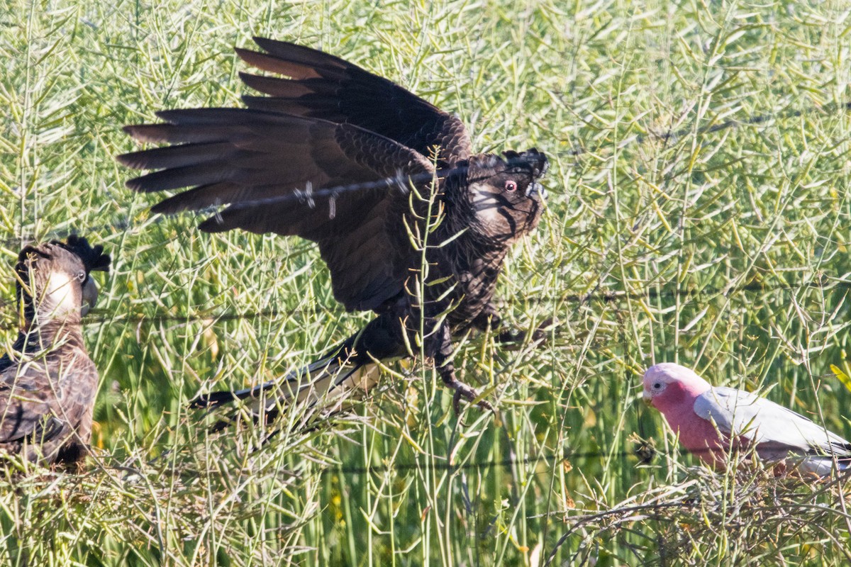 Carnaby's Black-Cockatoo - ML645224387