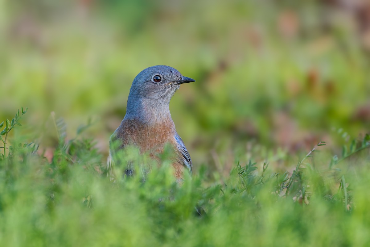 Western Bluebird - ML645224407