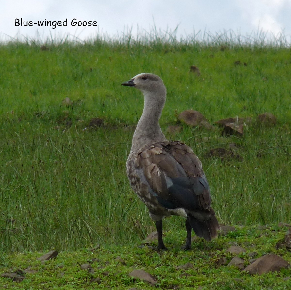 Blue-winged Goose - ML645224429