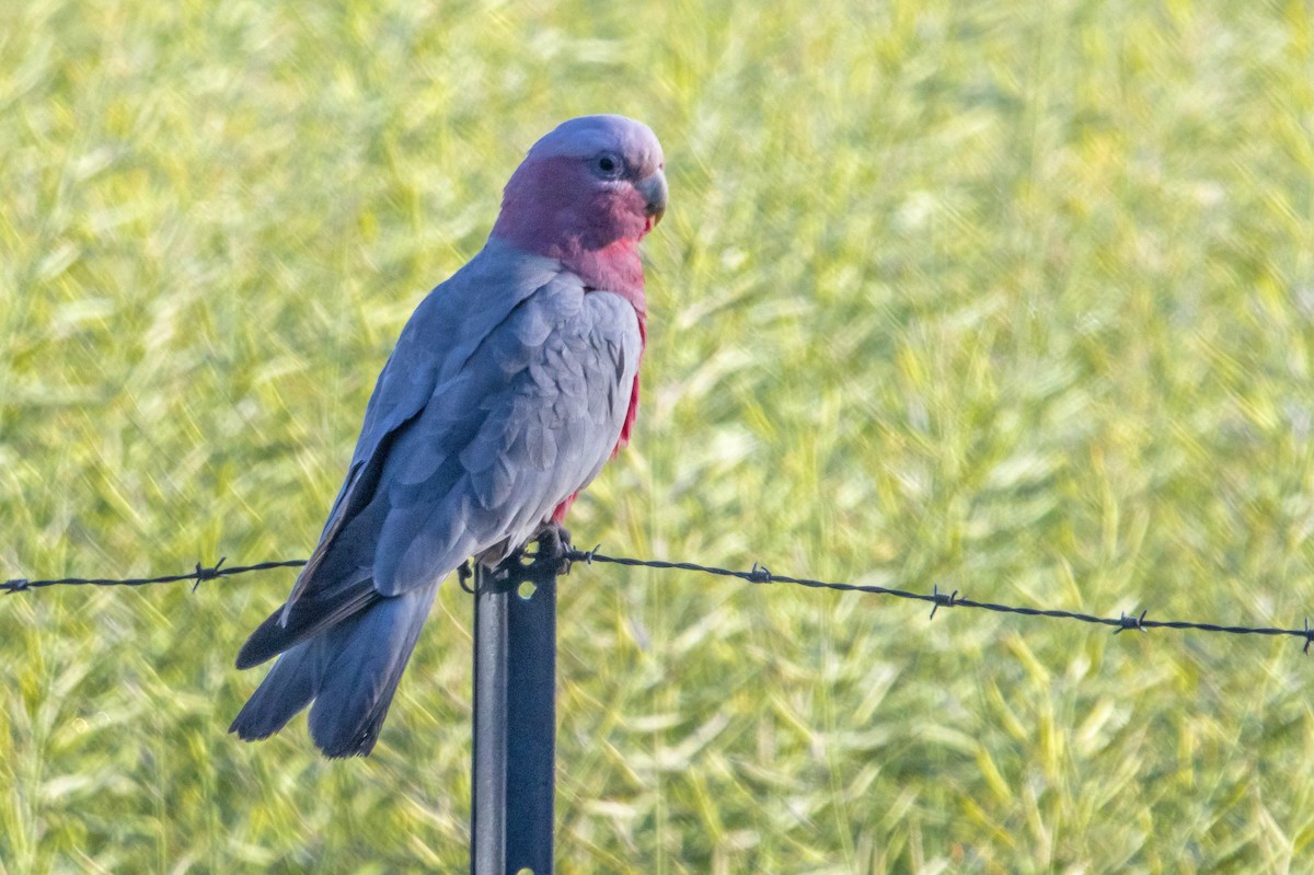 Galah - ML645224432