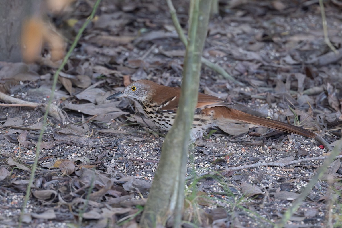 Тремблер прямодзьобий - ML645224451