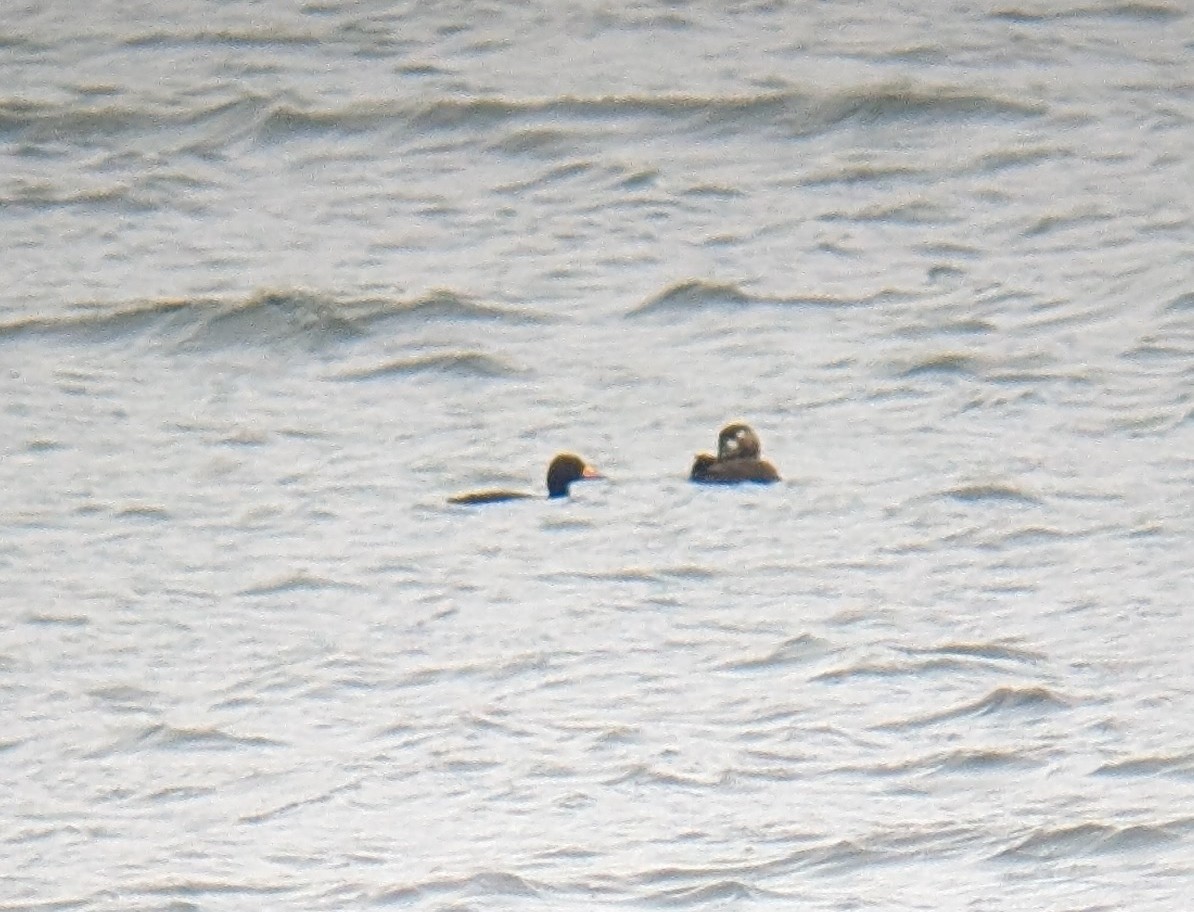 Black Scoter - ML645224457