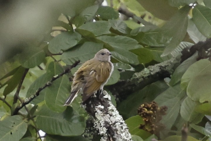 ヒガシマメミツオシエ - ML645224464