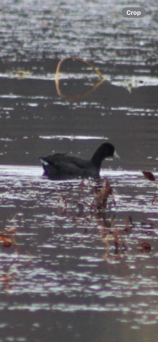 Foulque d'Amérique - ML645224465