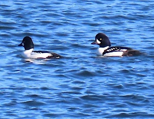 キタホオジロガモ - ML645224482