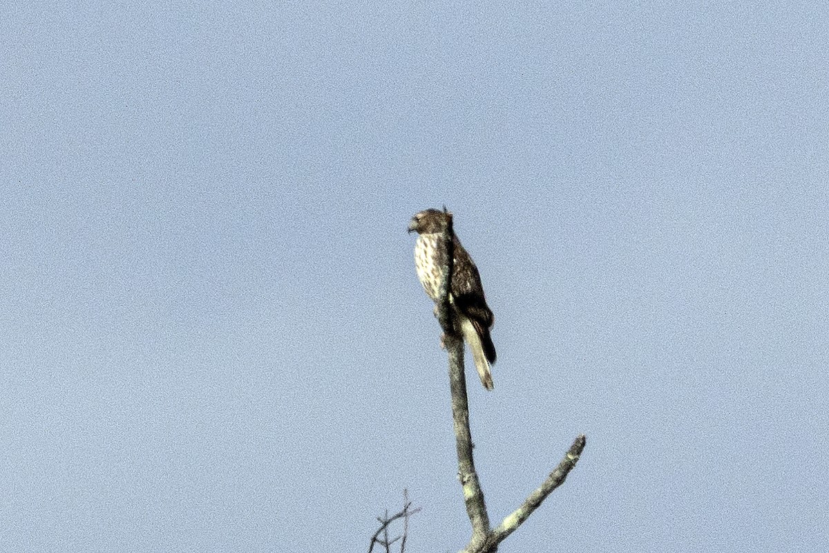 Aerospiza, Tachyspiza, Accipiter ou Astur sp. - ML645224483