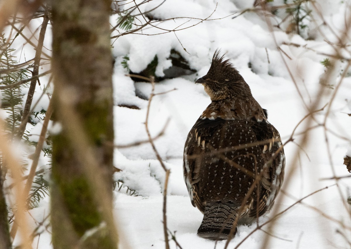 Ruffed Grouse - ML645224484
