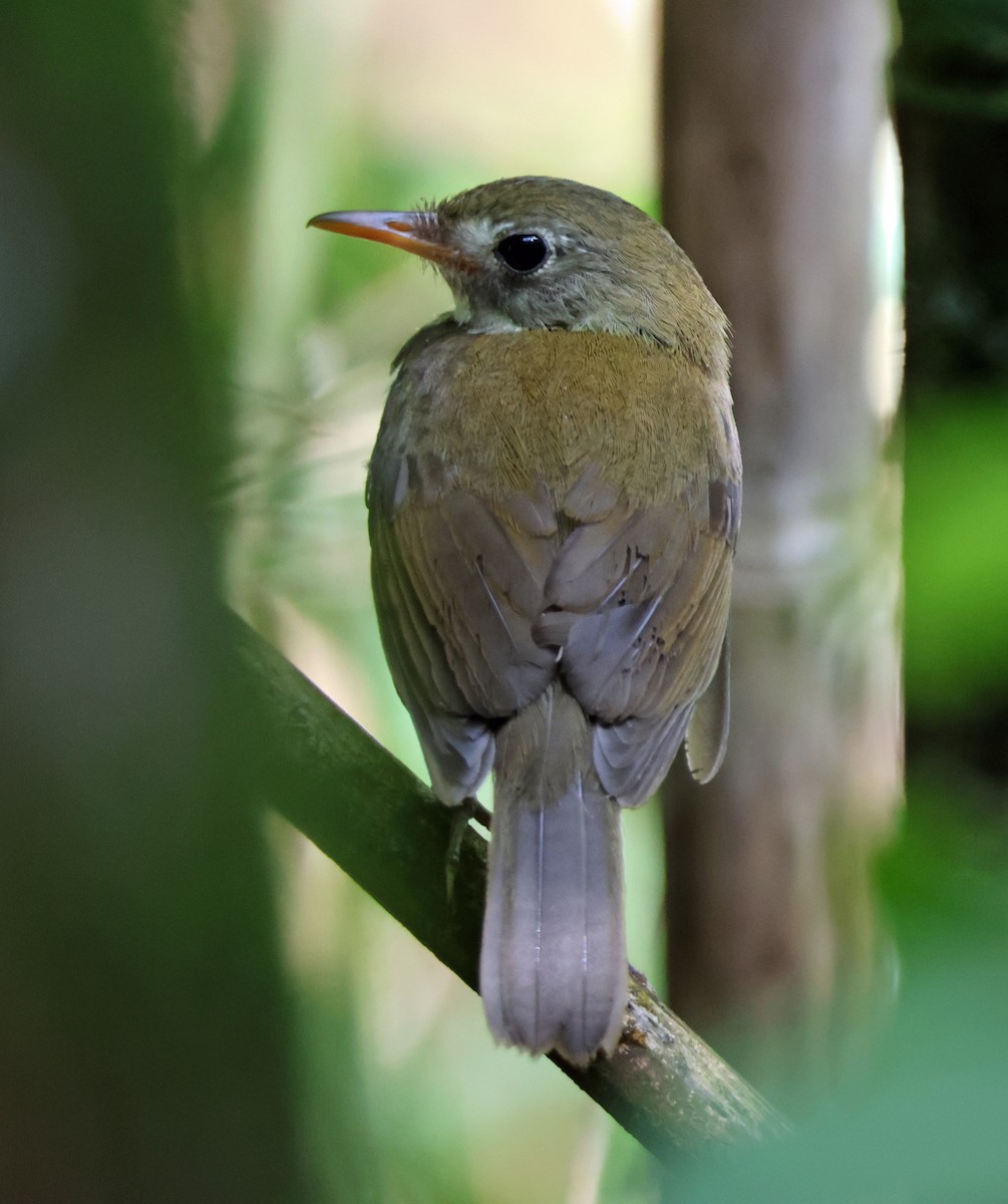 Southern Antpipit - ML645224485