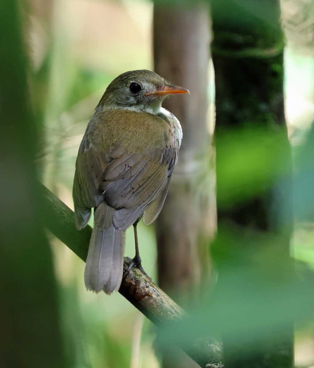 Southern Antpipit - ML645224486