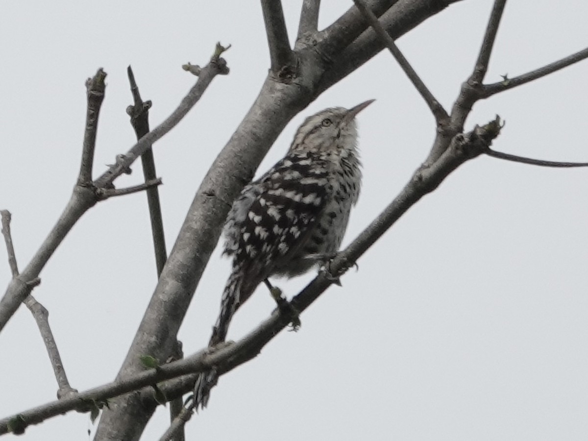 Stripe-backed Wren - ML645224489