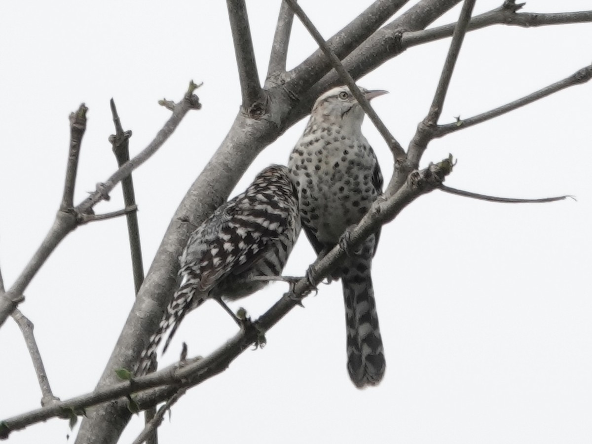 Stripe-backed Wren - ML645224490