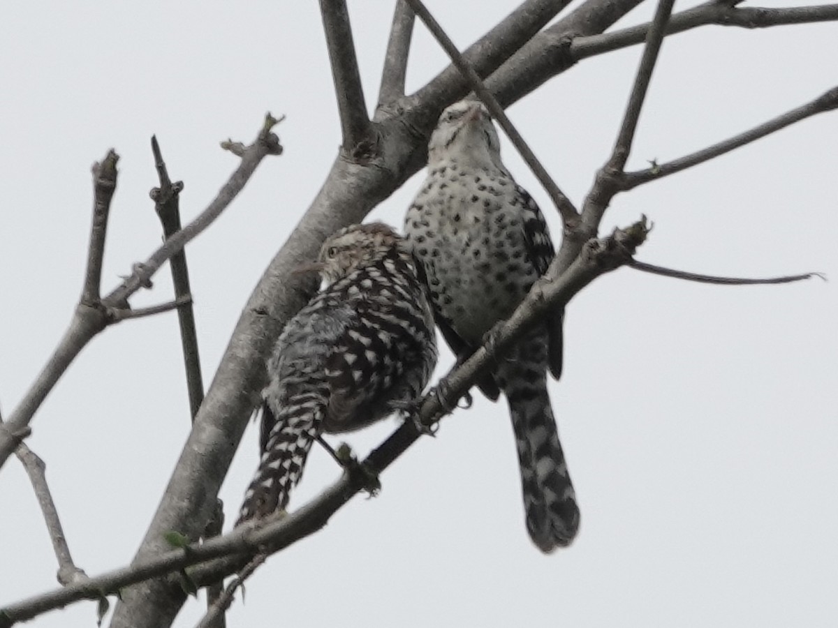 Stripe-backed Wren - ML645224491