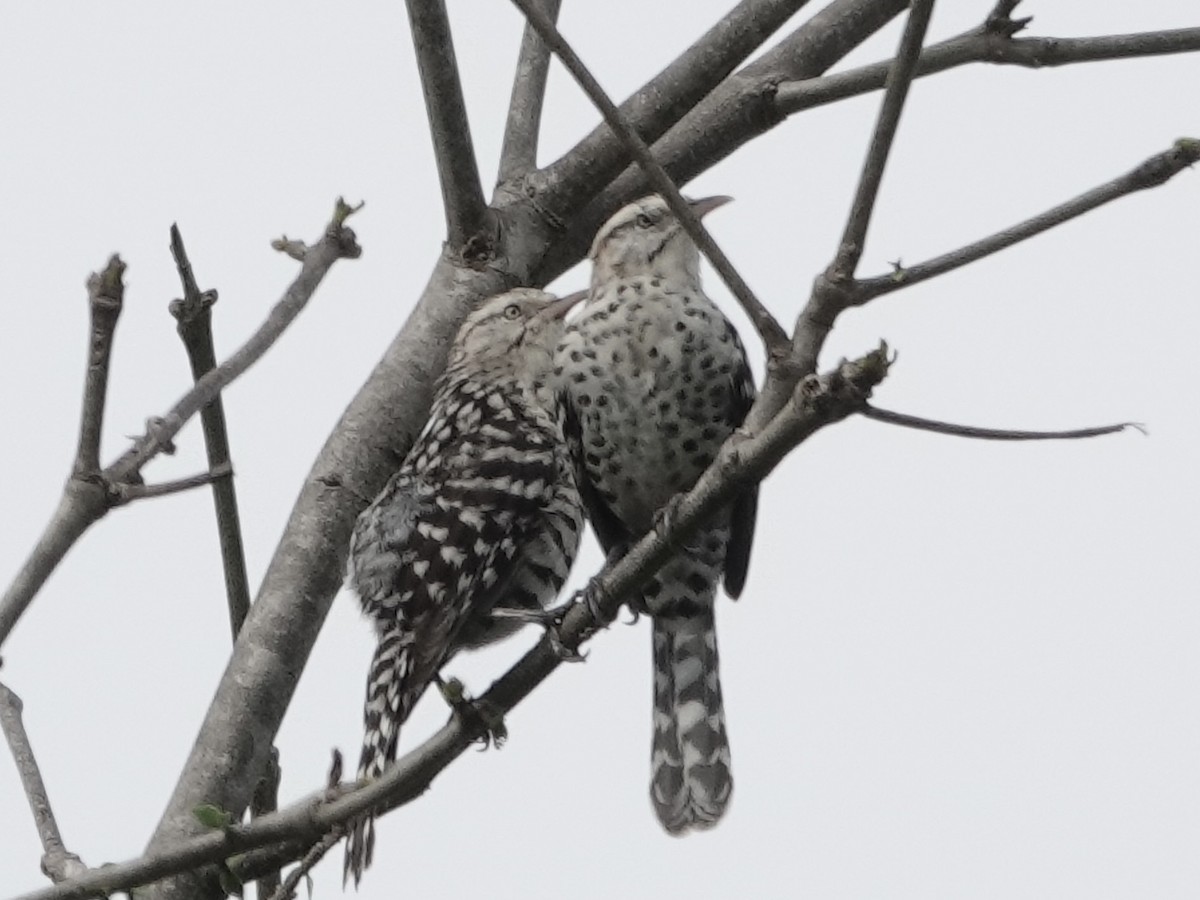 Stripe-backed Wren - ML645224492