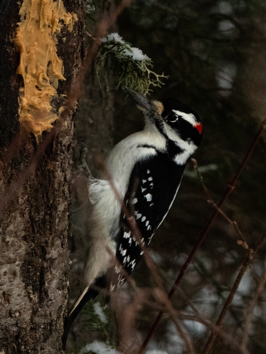 Hairy Woodpecker - ML645224494