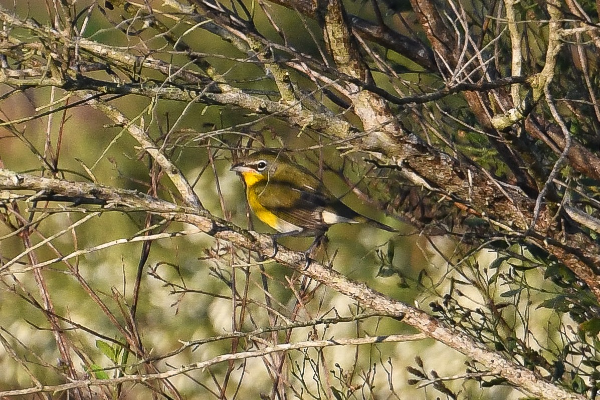 Yellow-breasted Chat - ML645224497