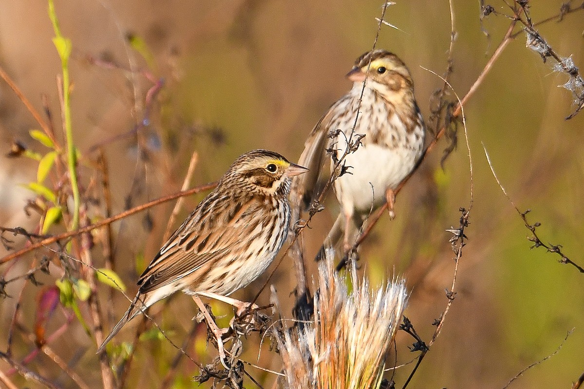 Savannah Sparrow - ML645224503