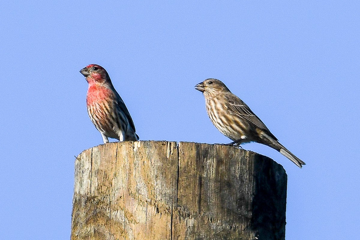 House Finch - ML645224514