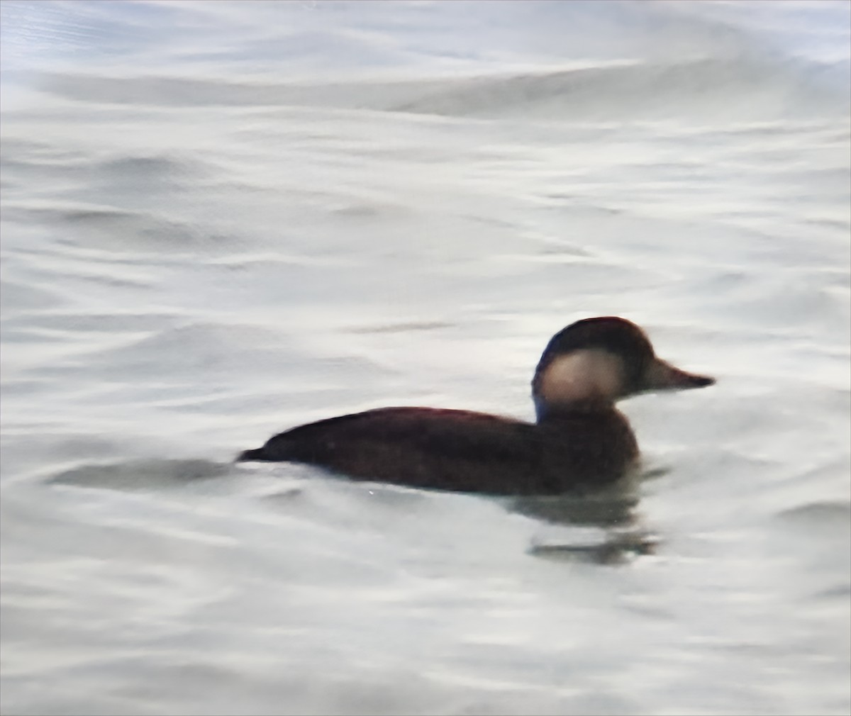 Black Scoter - ML645224528