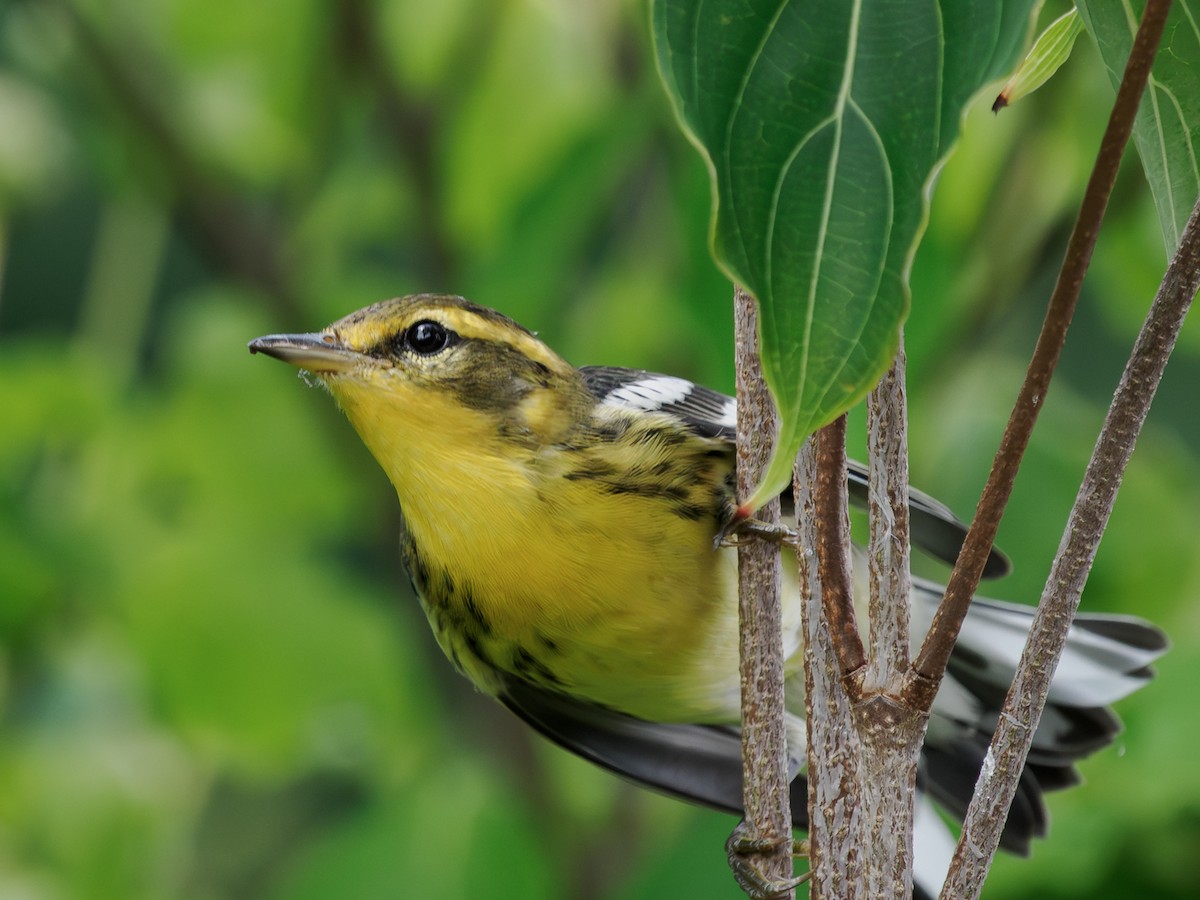 Blackburnian Warbler - ML645224541