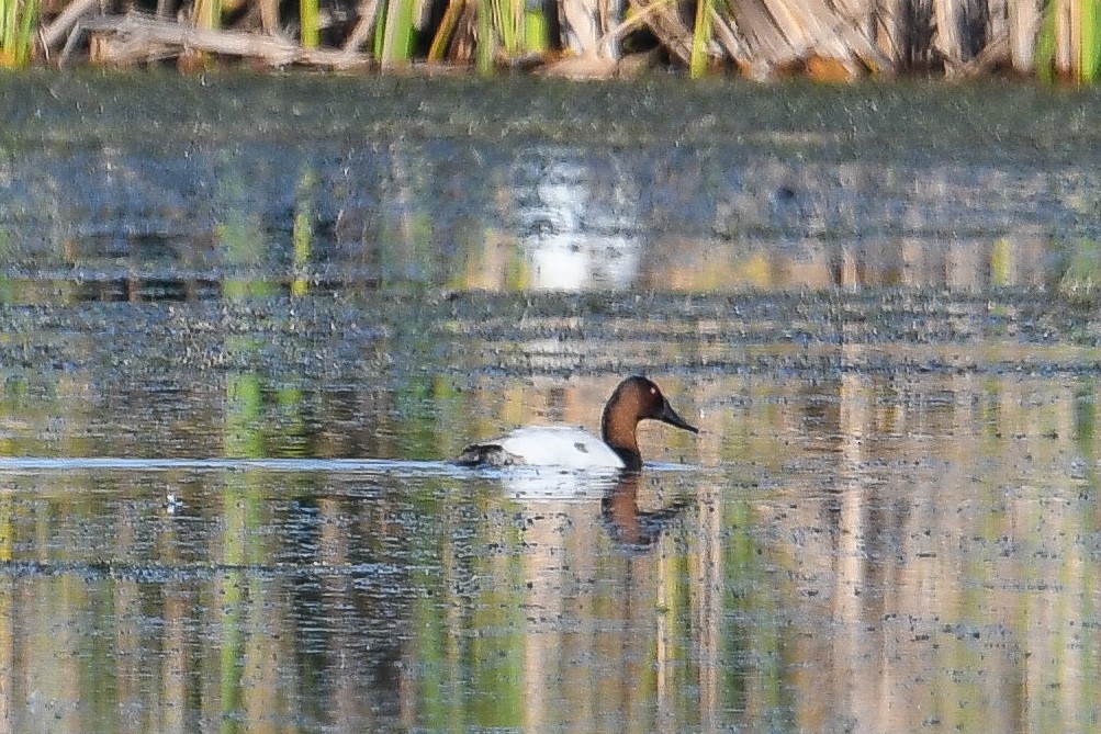 Murgilari bizkarzuria - ML645224544