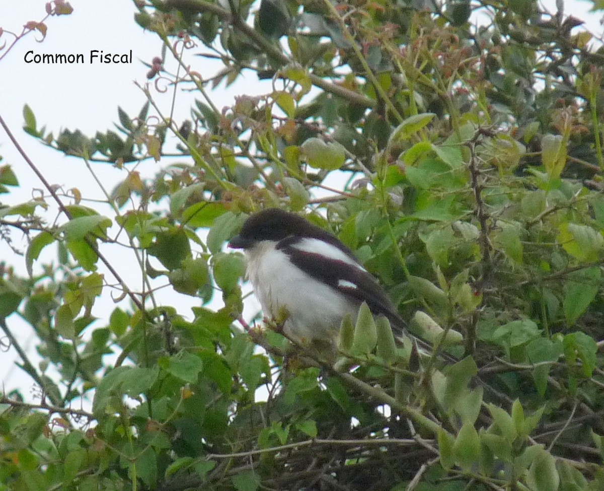 Northern Fiscal - ML645224551