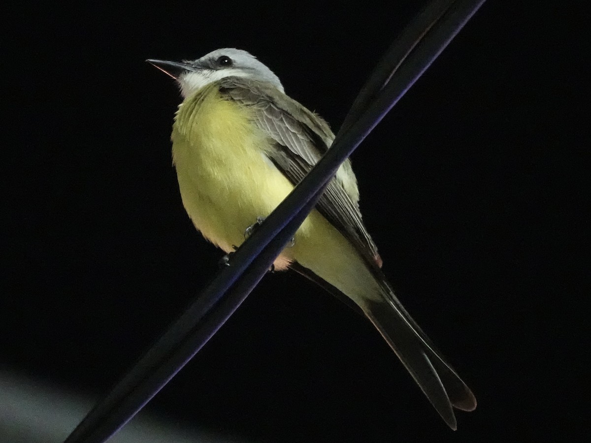 White-throated Kingbird - ML645224553