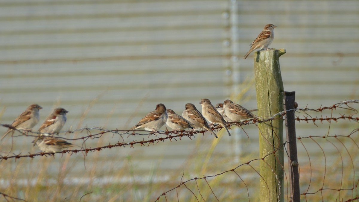 House Sparrow - ML645224556