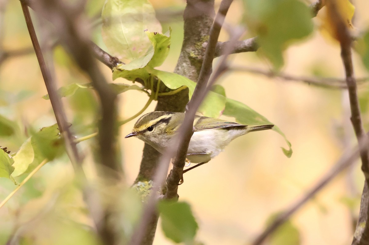 budníček zlatohlavý - ML645224564