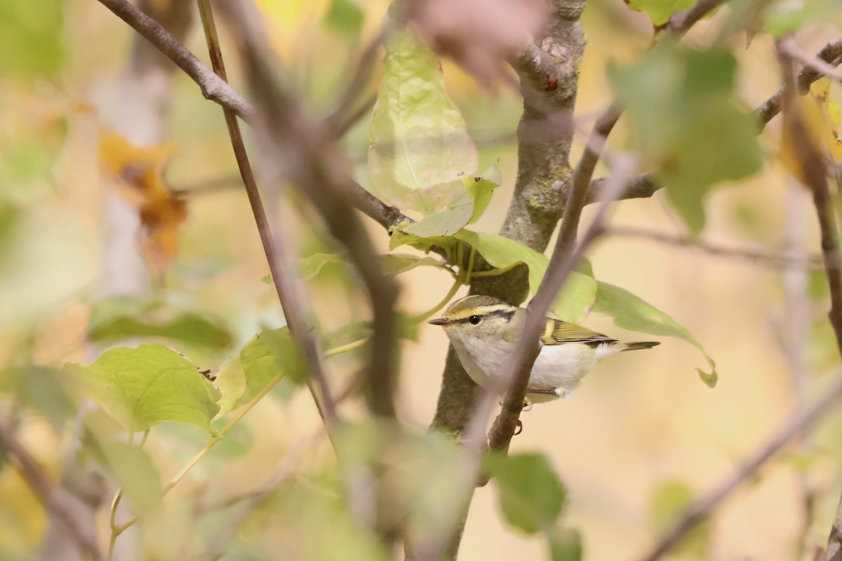 budníček zlatohlavý - ML645224565