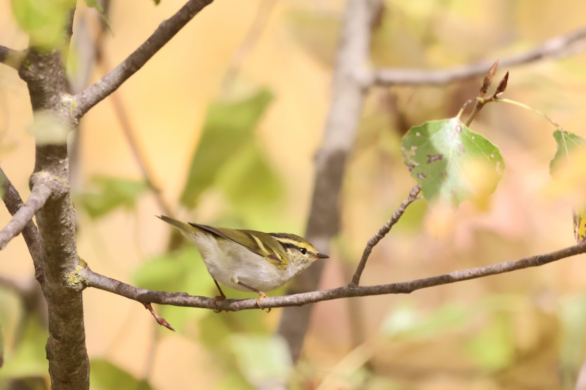 budníček zlatohlavý - ML645224566