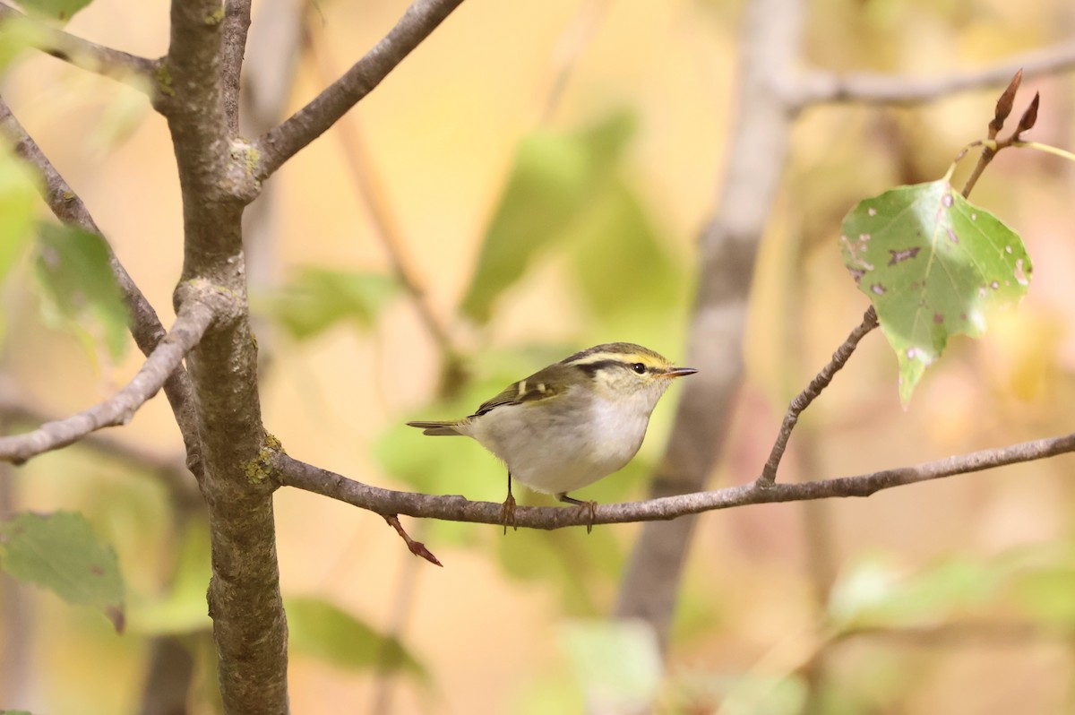 budníček zlatohlavý - ML645224567