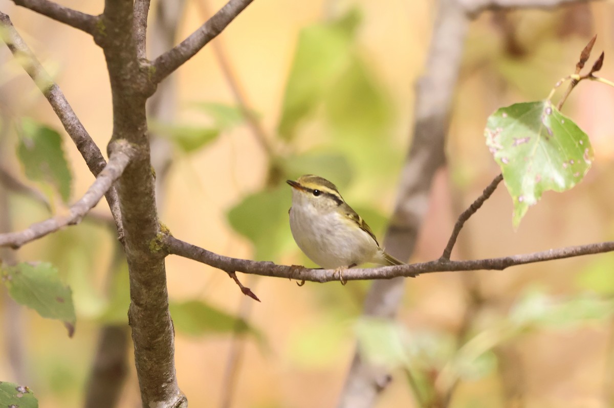budníček zlatohlavý - ML645224568