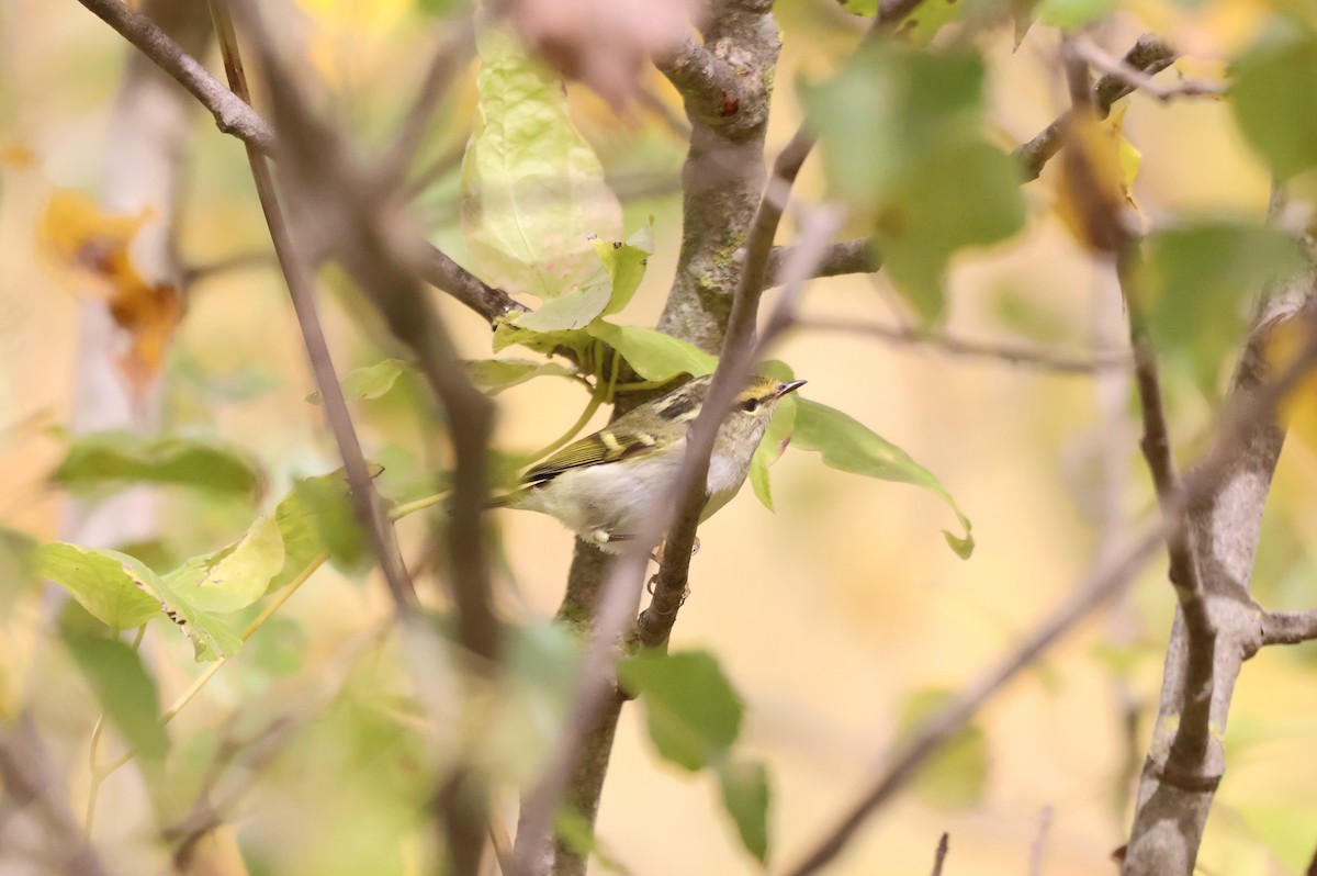 budníček zlatohlavý - ML645224569