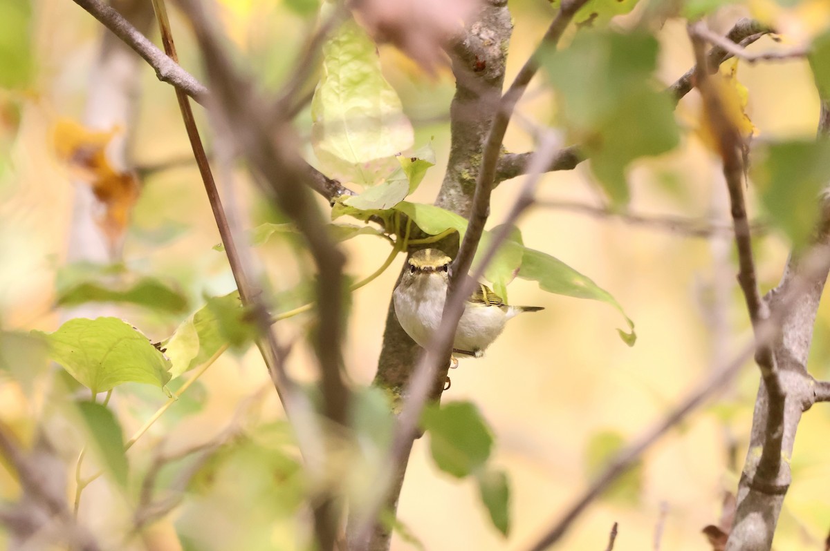 budníček zlatohlavý - ML645224570